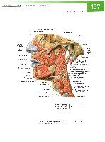 Sobotta Atlas of Human Anatomy  Head,Neck,Upper Limb Volume1 2006, page 144